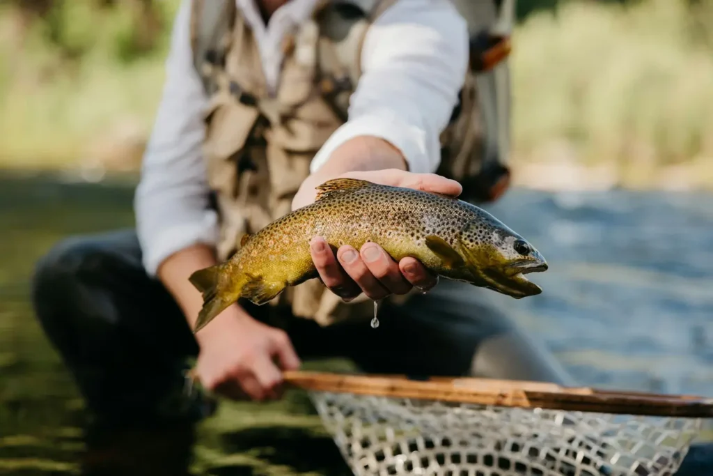 Catch rainbow trout