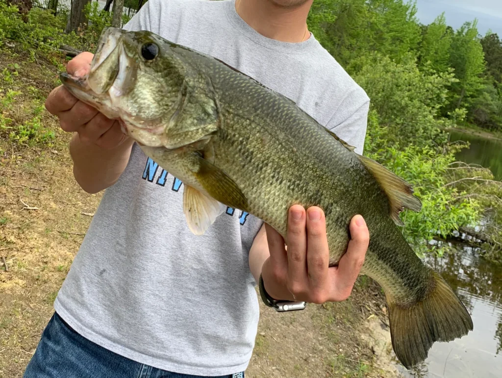 PB-LMB Best Jigs for Bass in Winter