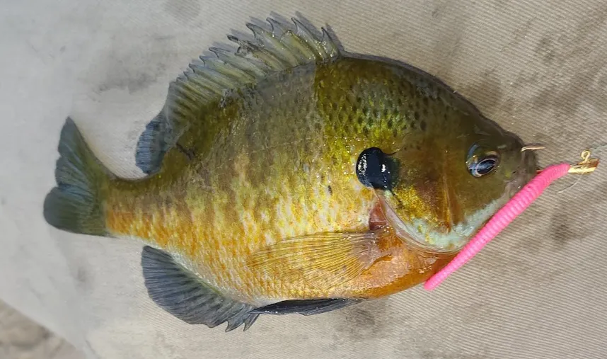 Bluegill caught using a pink plastic worm jig, showing successful example of how to catch bluegill in shallow water