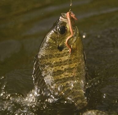macrochirus, lepomis, earthworm, an, using, hook, caught, fish, bluegill, hunting, fishing, sport, bluegill, bluegill, bluegill, bluegill, bluegill