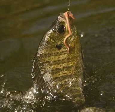 How to Catch Bluegill