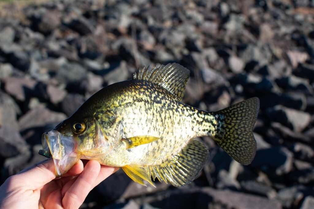 crappie, fish, hand, holding, outdoors, nature, gray fish, gray fishing, crappie, crappie, crappie, crappie, crappie