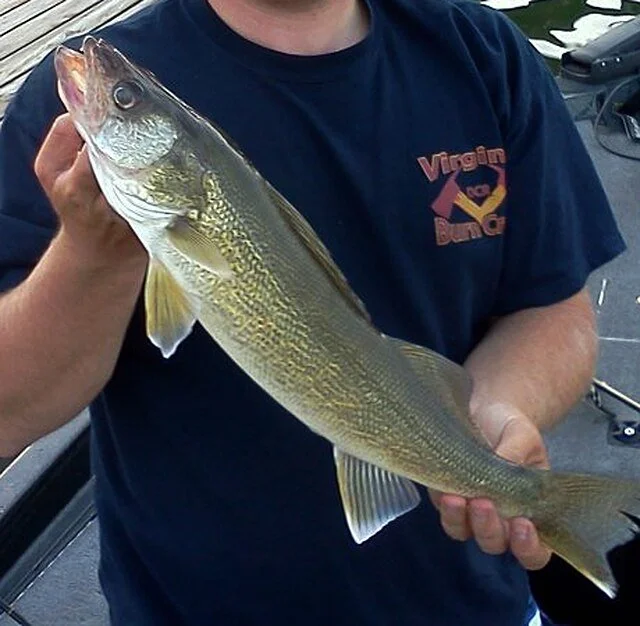 How to catch walleye