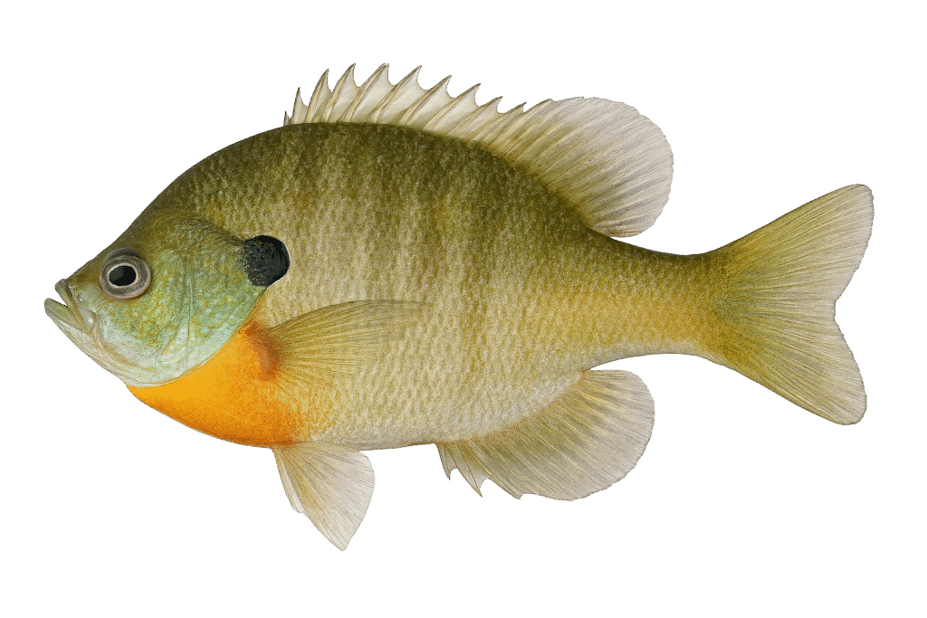 Bluegill