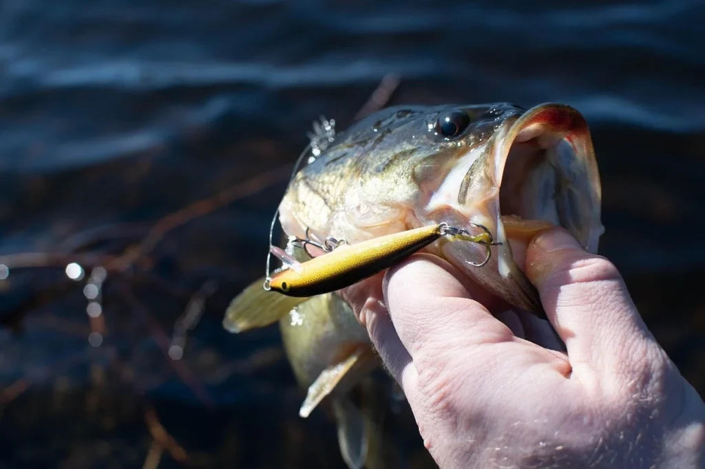 How to Catch Bass in Summer: 4 Effective Areas