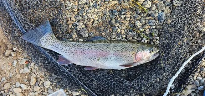 Caught rainbow trout in a net.