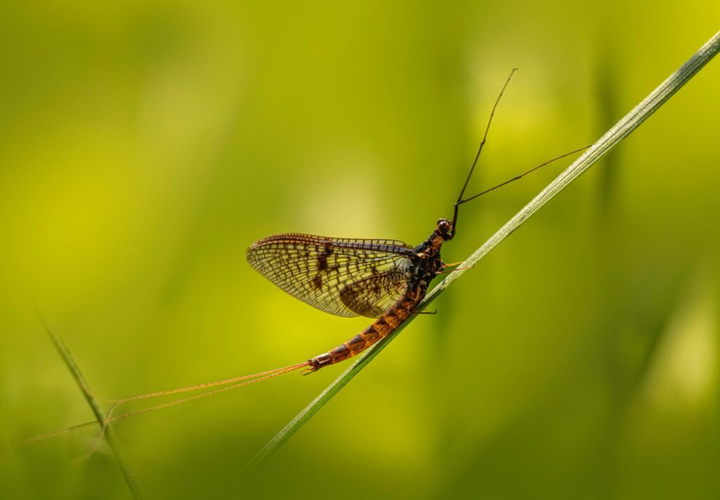 Macro photo of a mayfly perched on a green leaf with vibrant, blurred background.