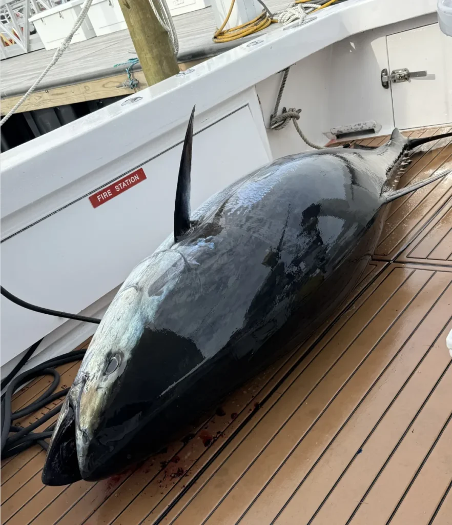 Tuna On Boat Virginia Beach bluefin tuna weighing 835.8 pounds lying on the deck of a charter boat after being caught offshore in 2026