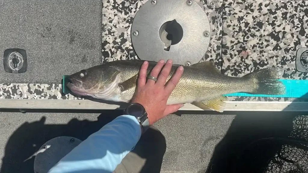 Walleye-on-Boat Angler measuring a freshly caught walleye on a boat deck, illustrating real-world results from fishing during the best time to catch walleye.